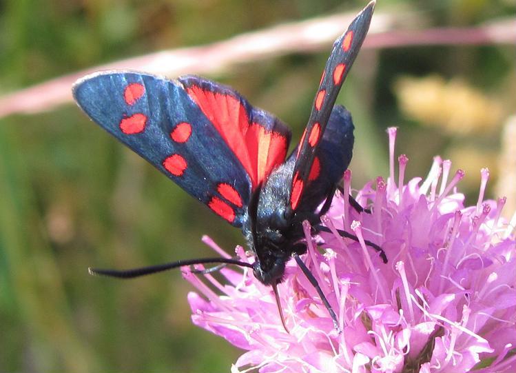 Zygaena filipendulae o transalpina? Z.transalpina